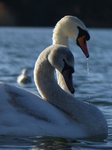 LZ00260 Swans on Cosmeston lakes.jpg